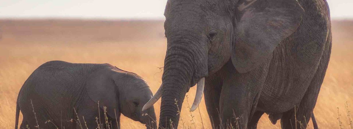 elephants in a corn field